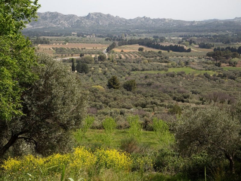 a view of a valley with trees and mountains in the background